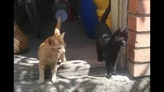 Kittens Go Outside For The First Time