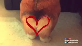IF YOU LOVE BOOTY - Corgi Butt Twerk
