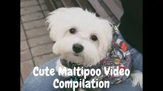 Cutest Maltipoo Puppies Video Compilation #1