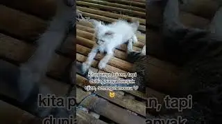 yang sabar mocca 🩶#cat #cutecat #video #love #foto #kucing #fyp #fypシ゚viral #fypシ