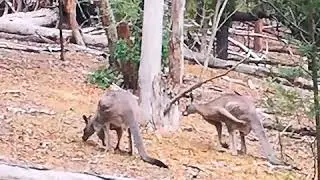 Eastern Grey Kangaroos