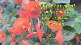 Chinese Hat plant #garden  #bonsaitree  #minitree