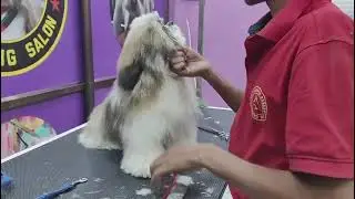 #Cute dog 🐕🐶 #shortvideo #trendingshorts #Dogs hair cutting ✂️✂️