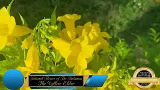 The National Flower of The Bahamas - The Yellow Elder