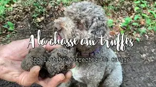 &Agrave; la chasse aux truffes