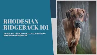 Rhodesian Ridgeback Revealed: Majestic Lion Hunters of Africa