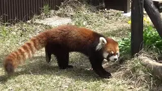 レッサーパンダさんが可愛い❤ Cute red panda #331　【Cute animal videos】