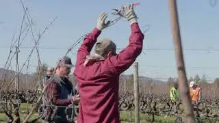 Anderson Valley Winegrowers 2023 Pruning Contest