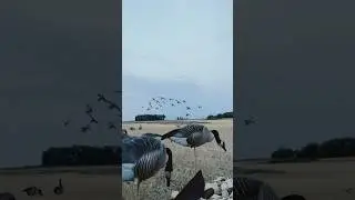 When a flock of pintails absolutely eats it but you hunting geese not ducks! #birdhunting #duck