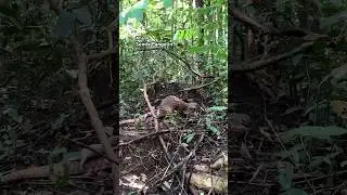 Hammal Adventures Releasing Sunda Pangolins into the Wild #wildlifeexploration