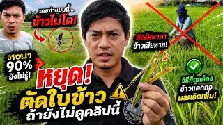 ตัดใบข้าวควรตัดช่วงไหน และตัดยังไงให้ได้ผลผลิตสูงสุด #ตัดใบข้าว