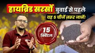 🌱 Hybrid vs Desi Seed ❌✔️ | 🌾 Best Mustard Seed | 🚜 सरसों की खेती 2025 | AgroStar mustard farming