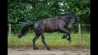 Friesian horse  - The dark prince