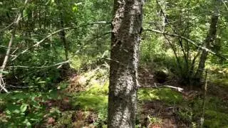 Deer Creek Tamarack Bog State Natural Area