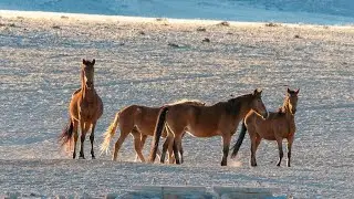 CABALLOS SALVAJES DEL NAMIB - 🐎El Salvaje Oeste Africano 🌳| Grandes Documentales