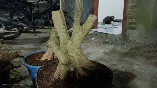 🔴 BAHAN BONSAI GERAK ISTIMEWA, LB SUPER JOS JIS POLL....💥🔥