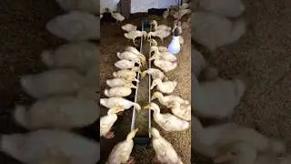 Duck farming training. #duck #farmlife #farm #farming #pekingduck