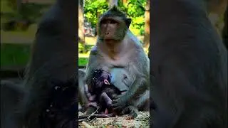baby monkey so cute #cutebabymonkey #monkeysr #adorablebabymonkey #cute #animals