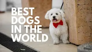 BEST DOGS IN THE WORLD #short #bestdogs #dogsforlife