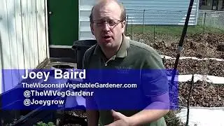 Feeding container Rhubarb Straight To The Point  The Wisconsin Vegetable Gardener