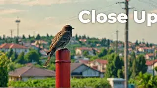 Backyard Birds in Timelapse: A Cosmic Avian Experience