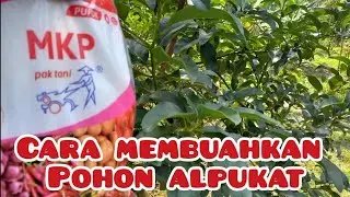 CARA MEMBUAHKAN POHON ALPUKAT DENGAN PUPUK MKP