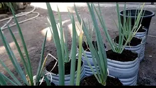 Growing Spring Onions in Plastic Bottle With Self Watering System