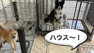 「ハウス」の合図でみんな一斉にケージに入る犬たち【しつけ】ハウス大好き犬