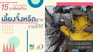 15 อาชีพแก้จน EP.1 : เลี้ยงจิ้งหรีดขาย รายได้ดี