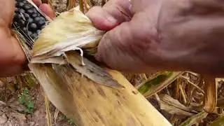 Harvesting Hopi Heirloom BLUE CORN