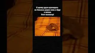 #мемы #шортс #memes #рентв #ржака #рекомендации #хочуврек #best #животные #тикток #тренды