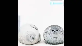 Fluffy Plush Seal Pillow