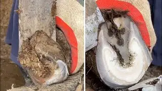 Regular donkey care project, Donkey hoof trimming, experienced farrier trim donkey hooves