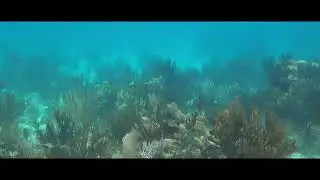 Laughing Bird Caye 2025