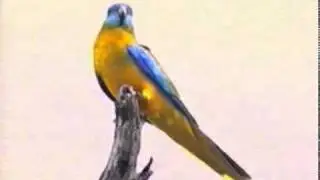 Turquoise Parrot (Neophema pulchella)