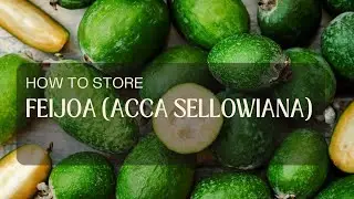 How to Store Feijoa (Acca sellowiana)