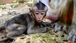 Poor Lori cry so much gets angry, why baby much cry angry like this?