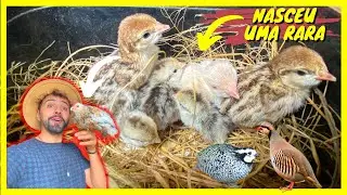 Filhotes de Perdiz Chukar e Bob White + Novo Galo Belgian | Gutejando