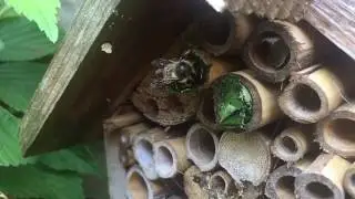 How to site a bee hotel.