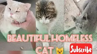 Homeless Cat Collection here in Saudi Arabia