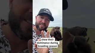 3 Ways Big Joe Shows Dominance During Breeding Season