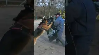 🛡German Shepherd attack. Detention of the &ldquo;violator&rdquo;. Police dog training. #GUARDODESSA СТРАЖ Odessa