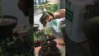Simple method for rooting clones.