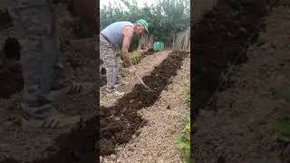 #concime #organico ai #pomodori cuor di bue #cuordibue #agrimovie #agrienatura #emiagridiy #farming