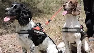 Professional Koala Detection Dogs - Taz at work - OWAD Environment