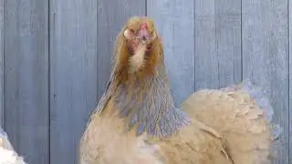 Brahma Chicken Farm - Winter conditions Belgium (part 2)