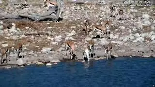 Springbok with leucism. Okaukuejo, Namibia.