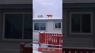 Funniest Dogs & Snow Animal Videos 🐕❄️🤣 | Ultimate Laugh Compilation #funny #dogs #animal