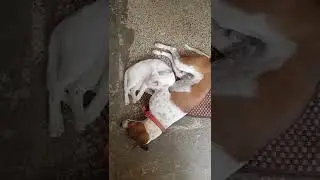 Milo and Meow sleeping together/cat and dog bonding/cat& dog loving each other/cat&dog funny video