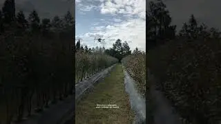 Most suitable sprayer drone 10L electric  fumigator, atomizing machine for oil palm China seller